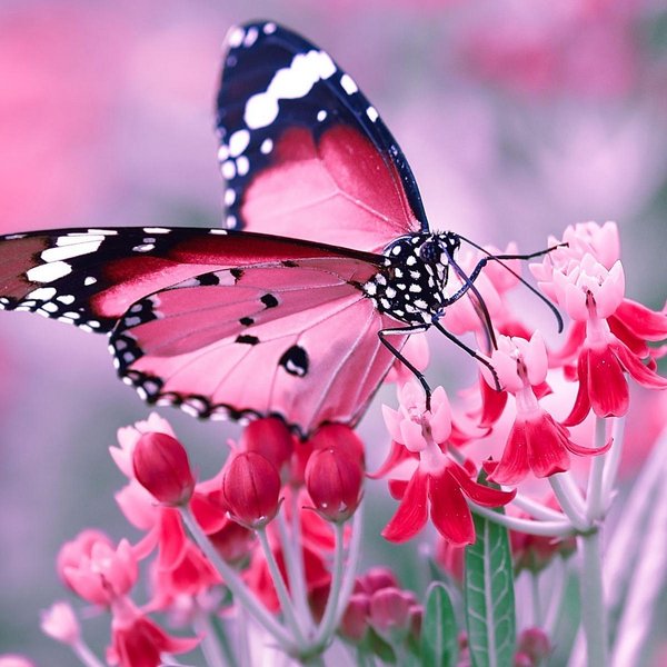 «Зачарованный мир бабочек»