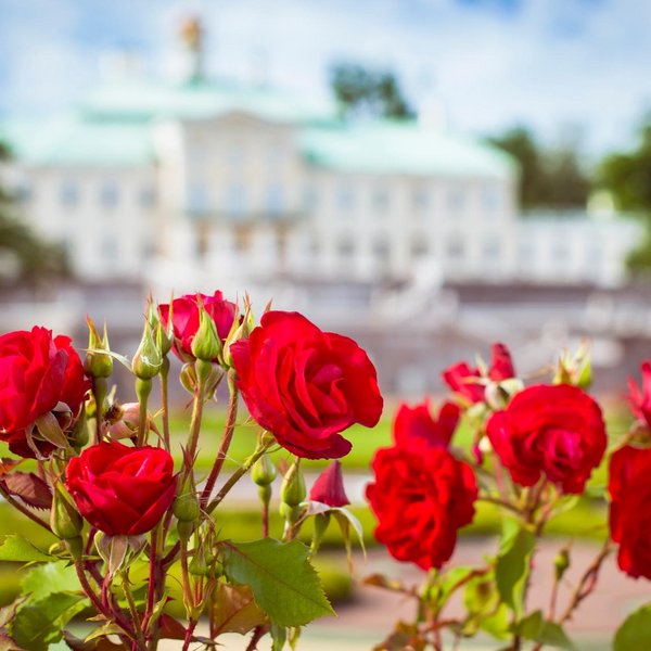 Экскурсия «Ораниенбаум: Меншиковский дворец и парк»
