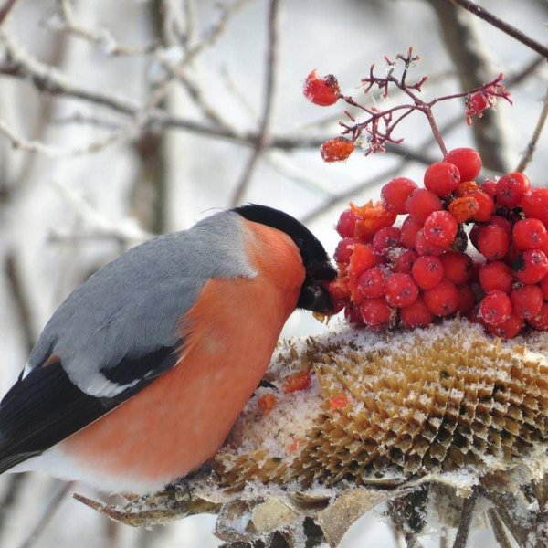 «Вместе поможем птицам пережить холода»–мастер-класс по изготовлению эко кормушек для птиц