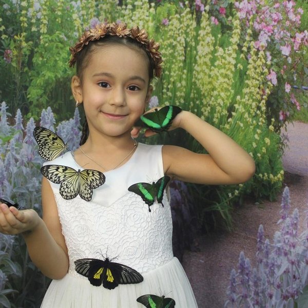 Выставка «Живые тропические бабочки»