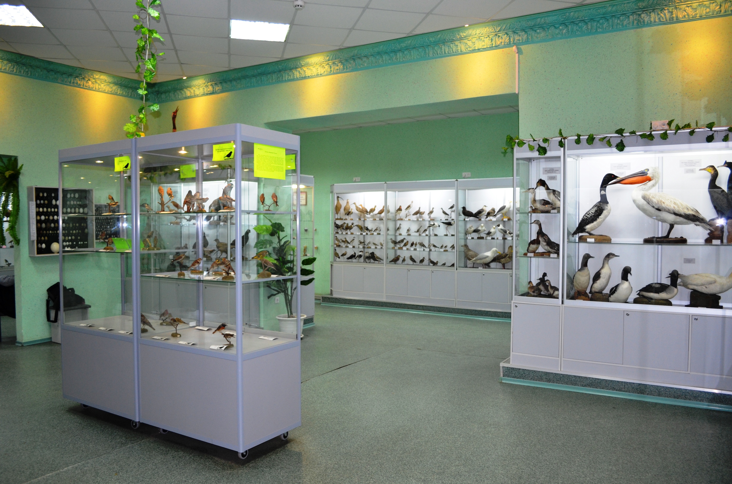 Выставочный зал Кировского городского зоологического музея